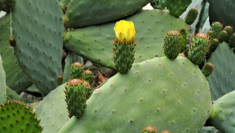 Karmin Pewarna Alami Halal