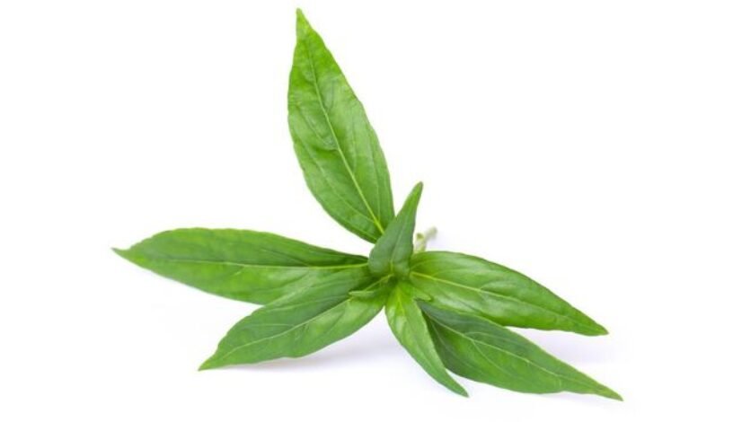 gambar berita halal review 7