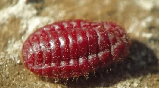 Mengenal Sejarah dan Kontroversi Halalnya Zat Pewarna Karmin